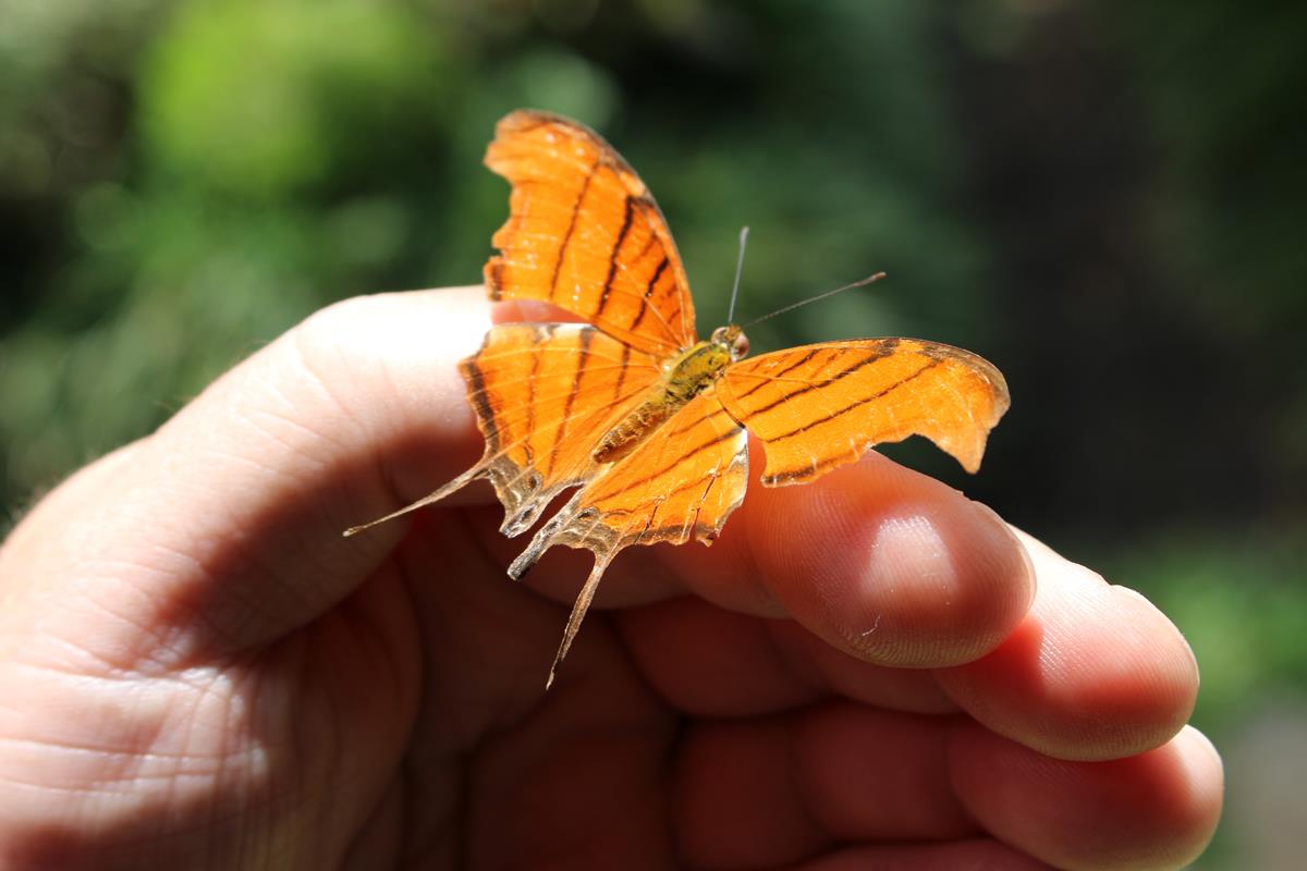 Autoconhecimento: A borboleta é uma das representações do Ressignificando a Beleza.