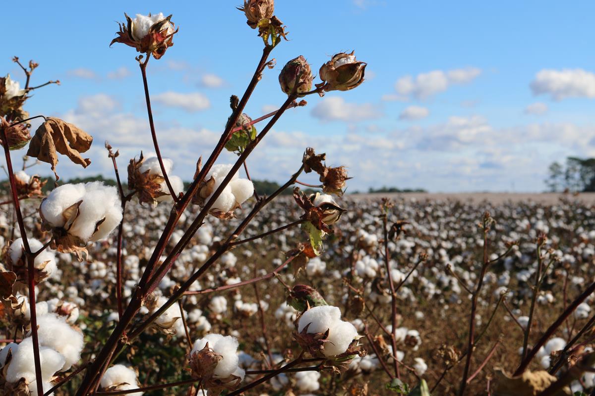O cultivo do algodão de forma orgânica para a indústria têxtil é uma das principais ações relacionadas à moda sustentável.