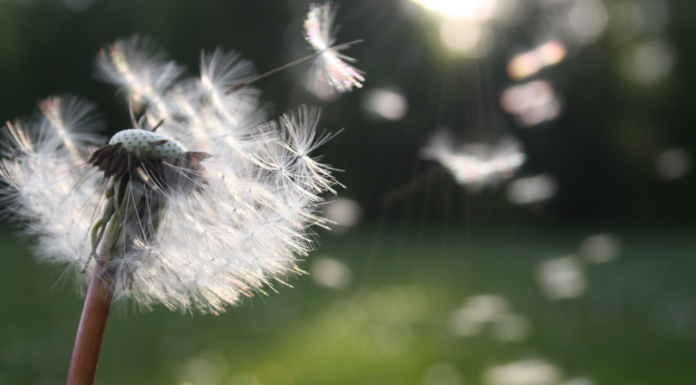 Como retornar ao equilíbrio em dias caóticos Dente de leão.
