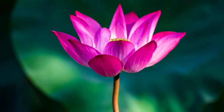 flor de lótus